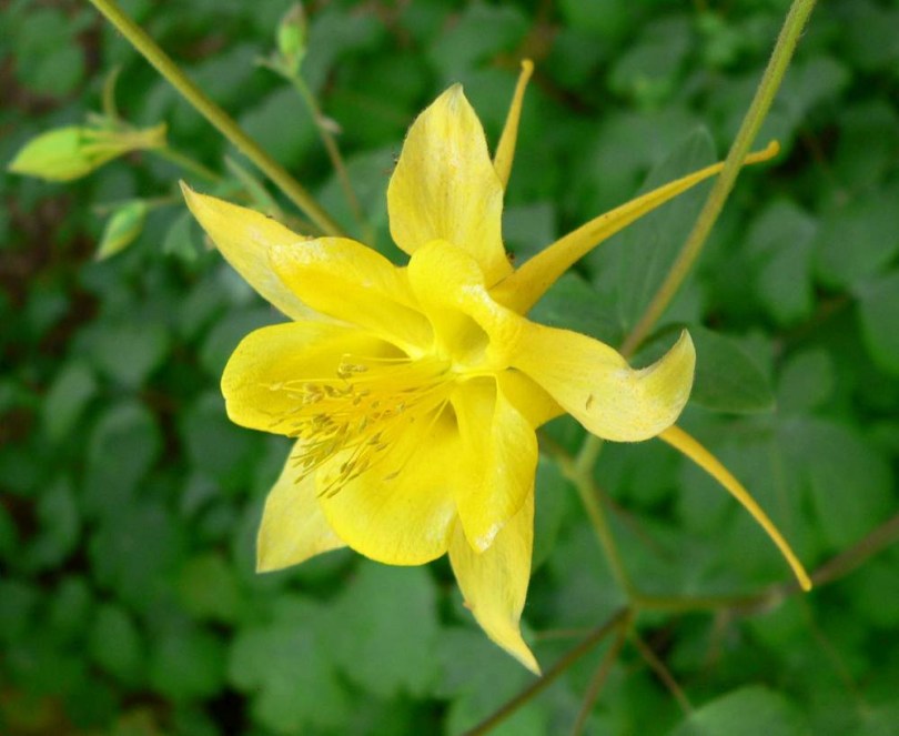 Arany harangláb, Aquilegia chrysantha, virág